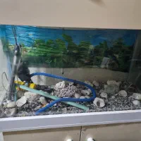 فروش آکواریوم|ماهی|جم, |دیوار