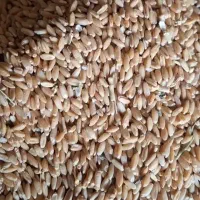 گندم دیم...|خدمات باغبانی و درختکاری|تیکمه داش, |دیوار