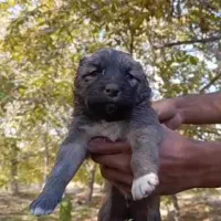 تو سگ سرابی شجره دار|سگ|رشت, منظریه|دیوار