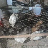 جوجه مرغ وخروس رسمی(قلم سیاه)