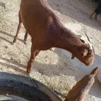 بز مورسیا و دورگ آلپاین