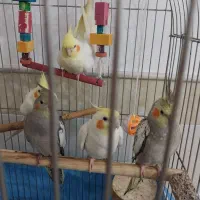 ۳عددعروس هلندی ۲ماهه