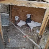 فروشی|پرنده|تهران, قیطریه|دیوار