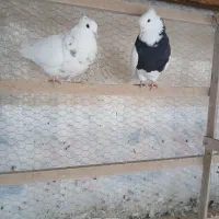 طوقی|پرنده|تهران, خانی‌آباد|دیوار