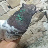 کفتر|پرنده|مشهد, ایوان|دیوار