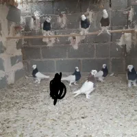 تعدای طوق سیاه درجه یک مشتری واقعی تماس|پرنده|داراب, |دیوار