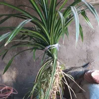 گل بزرگ برای ساختمان های ویلایی