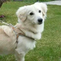 یک سگ اشپیتز پیدا کردم