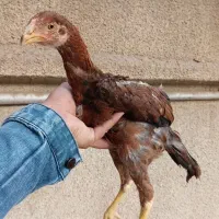 مرغ خروس لاری و جوجه لاری، تخم نطفه دار|حیوانات مزرعه|تربت جام, المهدی|دیوار