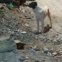 سگ گله افغان اصل|سگ|بیرجند, |دیوار