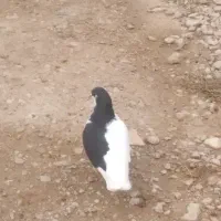 نروماده چپ روی تخم دونه ۴۰۰
