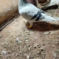 کبوتر پرنده جوون ب شرط|پرنده|اسفرورین, |دیوار