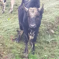 گاو نر محلی (ورزا)