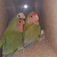 کوتوله برزیلی