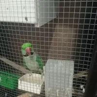 قفس بزرگ انواع پرنده