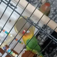 کوتوله برزیلی