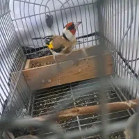 دو عدد سهره گل بلند کشیده استان فارسی درجه یک