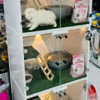 کمد پانسیونی بچه گربه