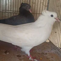 کبوتر مفلق چهار پری کاشونی