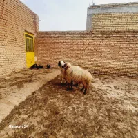 بره قوچ قلمه اصل