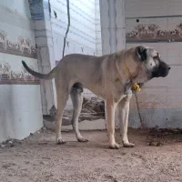 سگ اصیل سرابی ۱۷ماهه