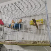 فروش قناری نر وماده|پرنده|بهبهان, |دیوار