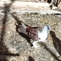 جوجه جکسون دوتومن مقطوع