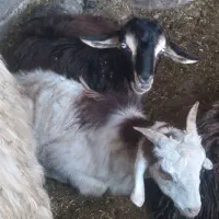 ۵ راس نر بزغاله مخصوص داشتی پروار