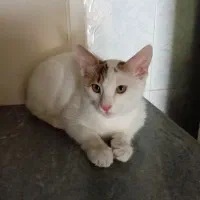 واگذاری رایگان گربه ۳ماهه