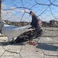 کبوترر|پرنده|اسفراین, |دیوار