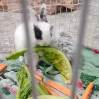 خرگوش|موش و خرگوش|مشهد, شهید آوینی|دیوار