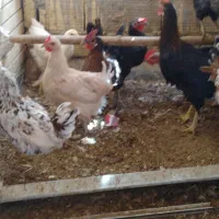 مرغ و خر‌وس گلین|حیوانات مزرعه|اردکان, |دیوار