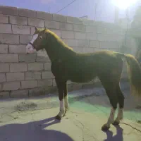 اسب یخترمه ضمانتی