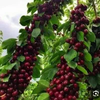 نهالستان باغبان نهال فروشی|خدمات باغبانی و درختکاری|عسگران, |دیوار