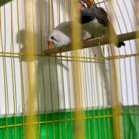 جفت فنچ کینگ سایز بزرگ با پنج تا تخم|پرنده|سنندج, |دیوار