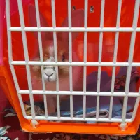 خرگوش نرخانگی