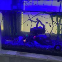 آکواریوم با تمامی وسایل