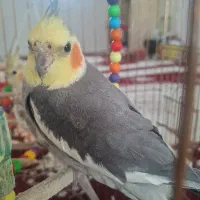 یک جفت عروس هلندی نر و ماده