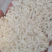 برنج ندا سورت شده و کاملا یکدست