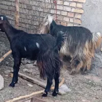 بیگ ماده|حیوانات مزرعه|شوش, |دیوار