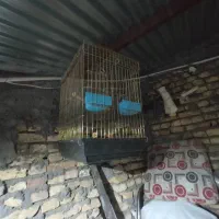 فروش قفسه پرنده|لوازم جانبی حیوانات|لاران, |دیوار