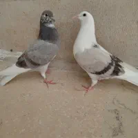 کبوتر ( جوجه )