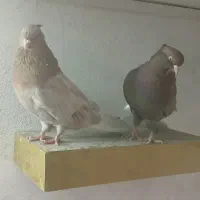 نروماده هردوجنس سرور