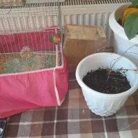 کوتوله برزیلی