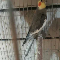 جوجه عروس هلندی سرلاکی ودو ماهه وبالغ درنژاد مختلف|پرنده|کرج, حصارک بالا|دیوار