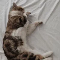 گمشده / به یابنده مژدگانی داده میشود