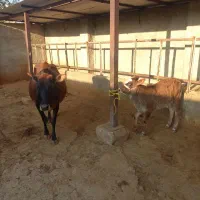 فروش گاو و گوساله|حیوانات مزرعه|دهدشت, |دیوار