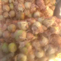 پیاز طوری|خوردنی و آشامیدنی|قم, کلهری|دیوار