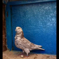 کفتر ۱۱تا غریب گیری|پرنده|ری, سرتخت|دیوار