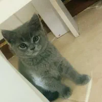 گربه اسکاتیش اصیل